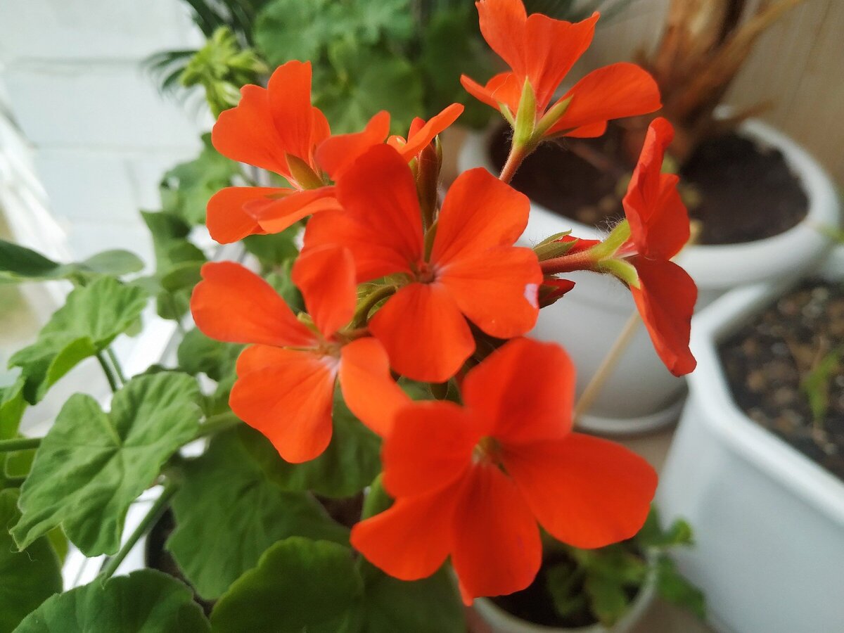 Пеларгония зональная Рафаэлла оранжевая F1 от Аэлита, вырастила из семян 
