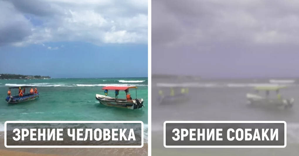 Как видят люди, а как собаки...