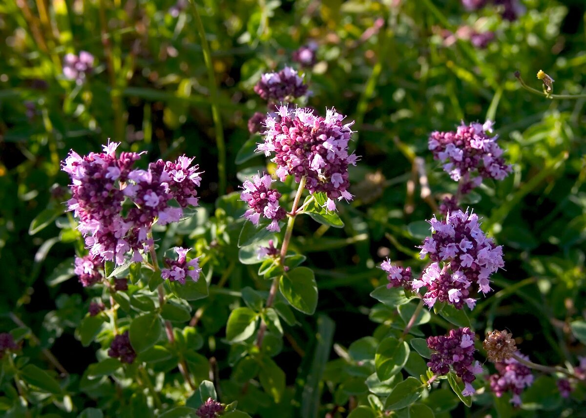 Душица обыкновенная Origanum vulgare сырье