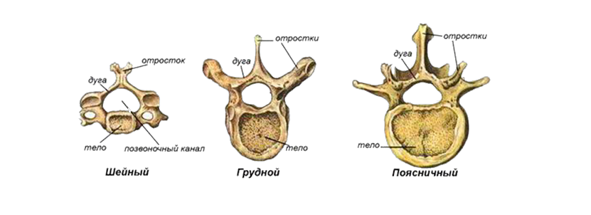 Общий план строения позвонков