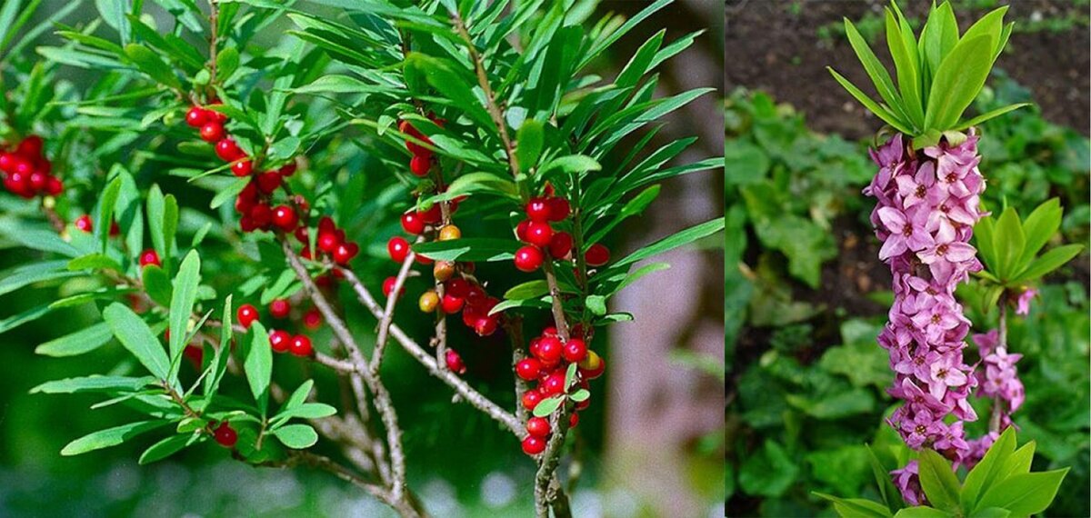                                   Волчья ягода. Красные ягоды летом, нежные цветы весной.