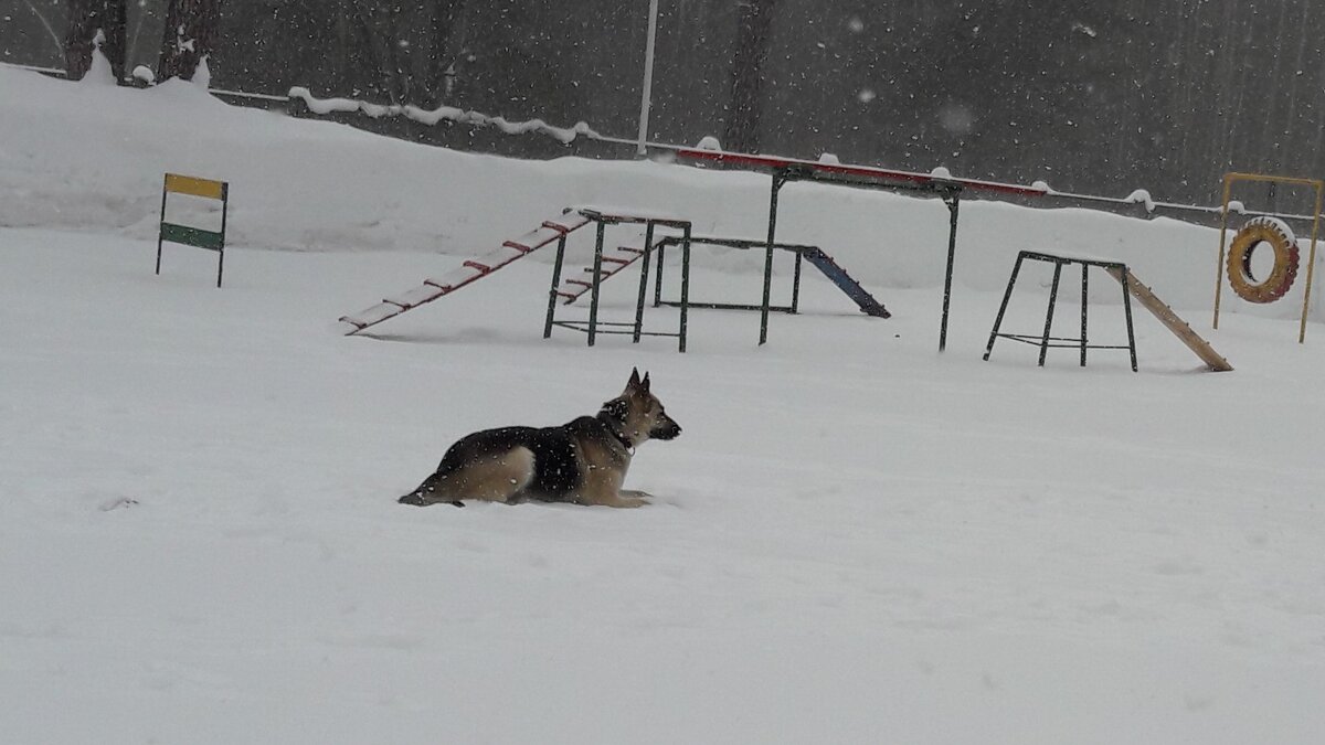 С другой стороны, о рефлексах и особенно у собачек человечество знало задолго до Павлова...  Пример успешного применения - собака кинолог. Фото: Татьяна Гурина