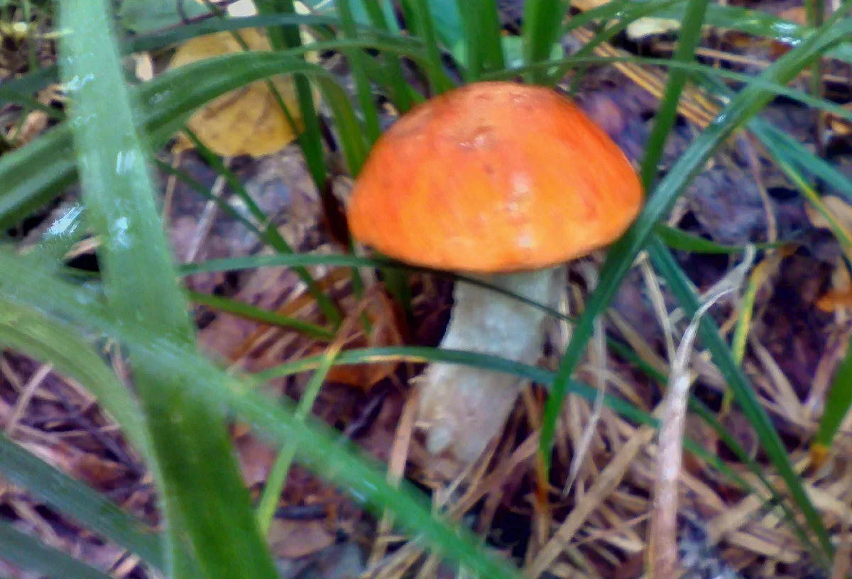 красноголовик боровой. грибы моховик подосиновик. подосиновик жёлто-бурый. подберезовик подосиновик красноголовик. мухомор и подосиновик.