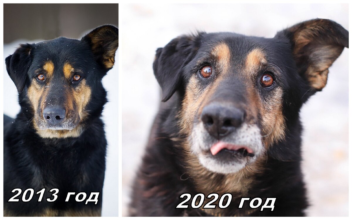 Байкал. Высокий  и статный красавец в прошлом. Сегодня скрюченный старик