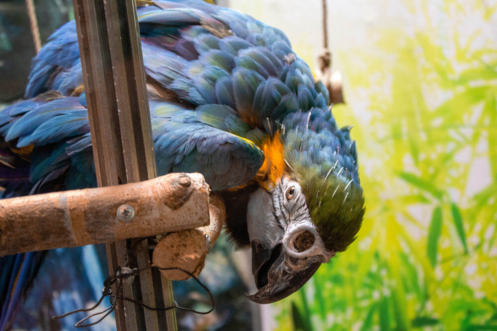 Сине-жёлтый ара. Фото из личного архива. Снято для нашего второго канала "Птица дома"