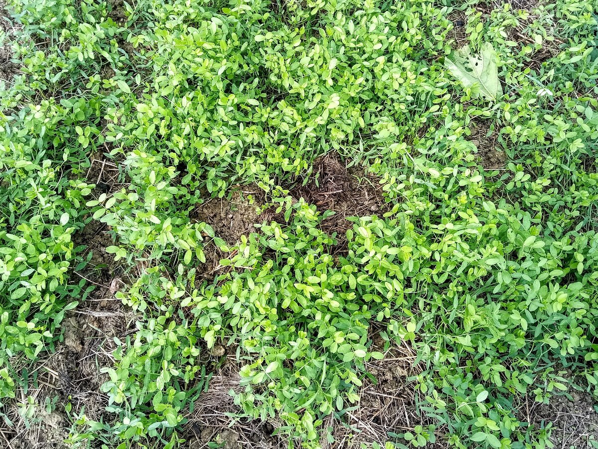 Всходы сидератов на картофельной грядке