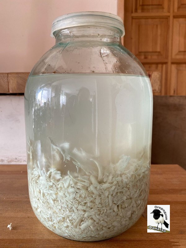 Домашнюю хреновуху мой муж настаивает в 3-х литровой банке в подполье