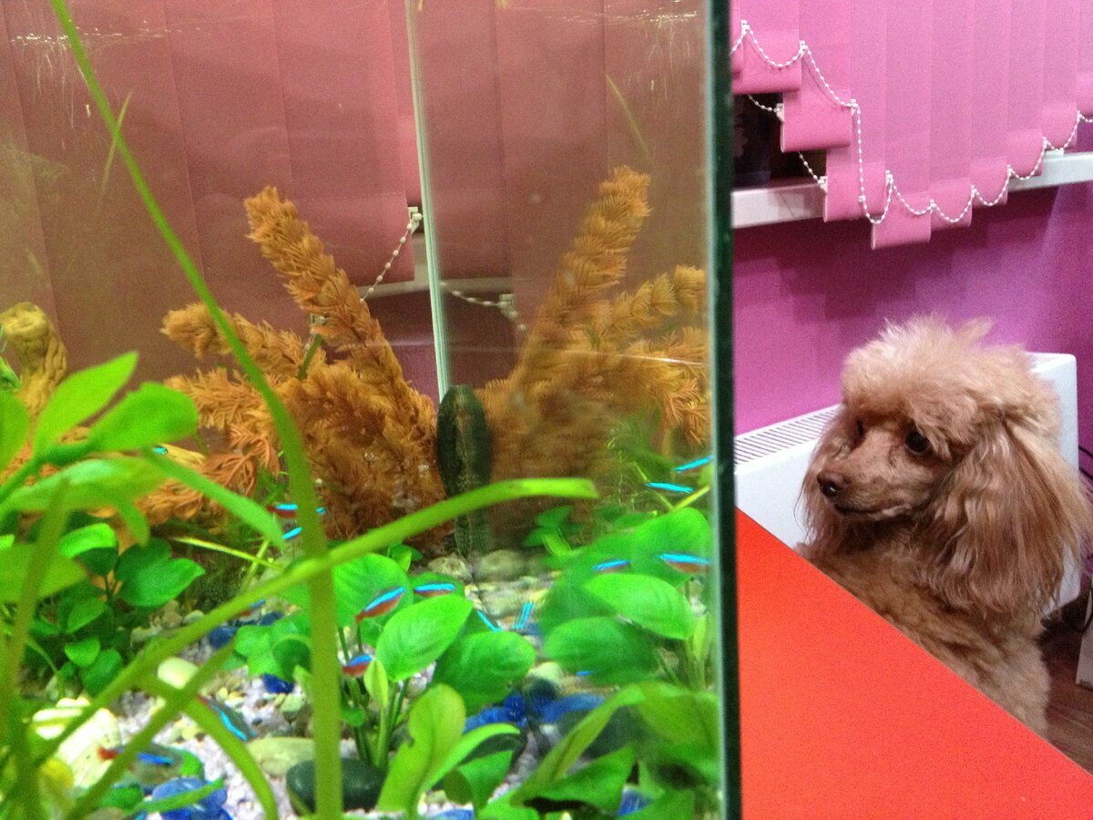 Моя “аквариумистка” на посту)
