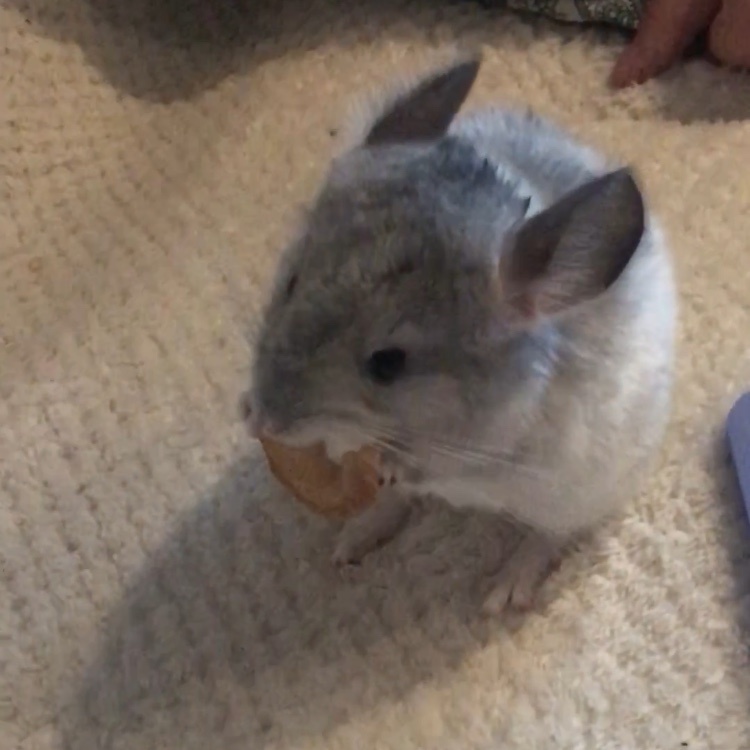 Увы, качество только такое