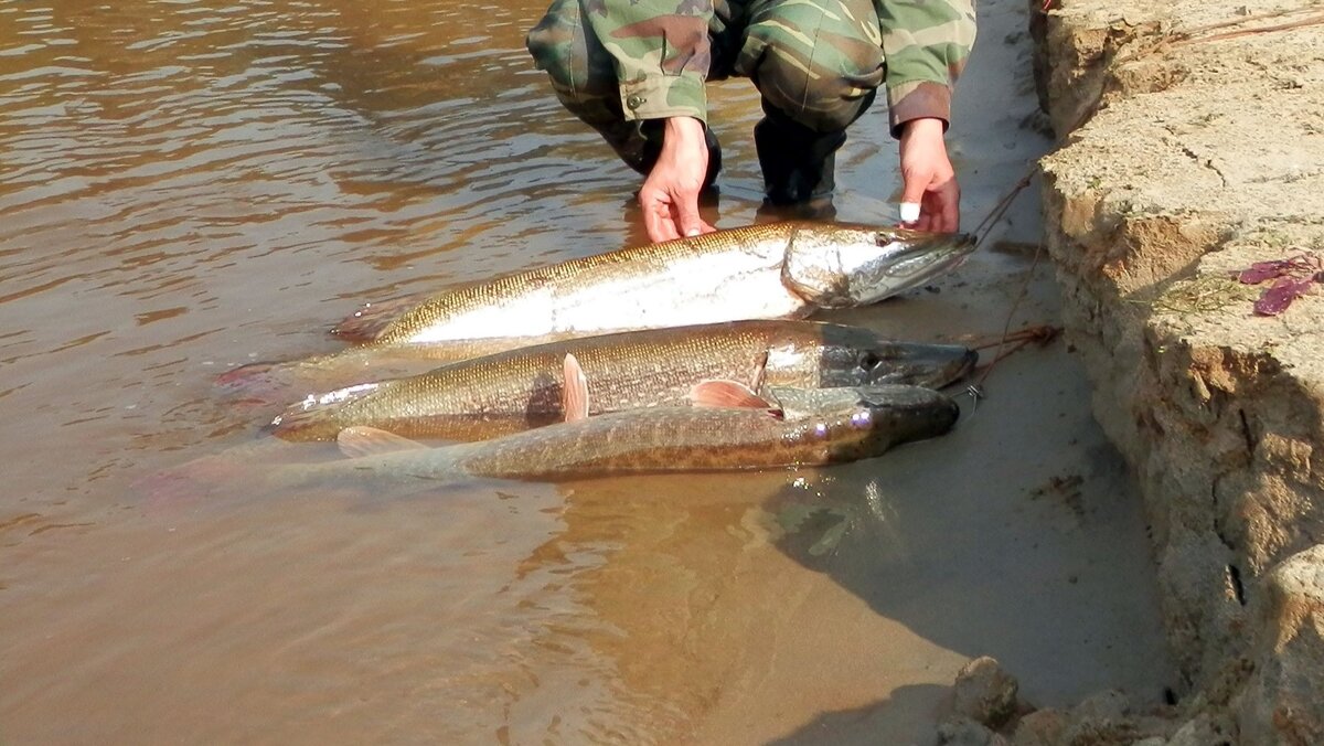 Мордушка для ловли рыбы своими руками Морда Верша Кубарь