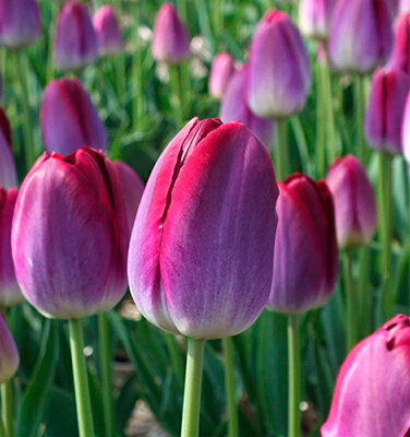 Тюльпан триумф Питтсбург