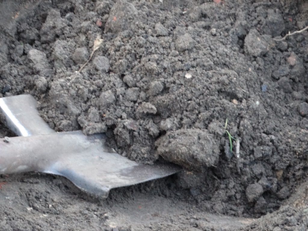 Осенняя перекопка почвы может дать неплохой результат