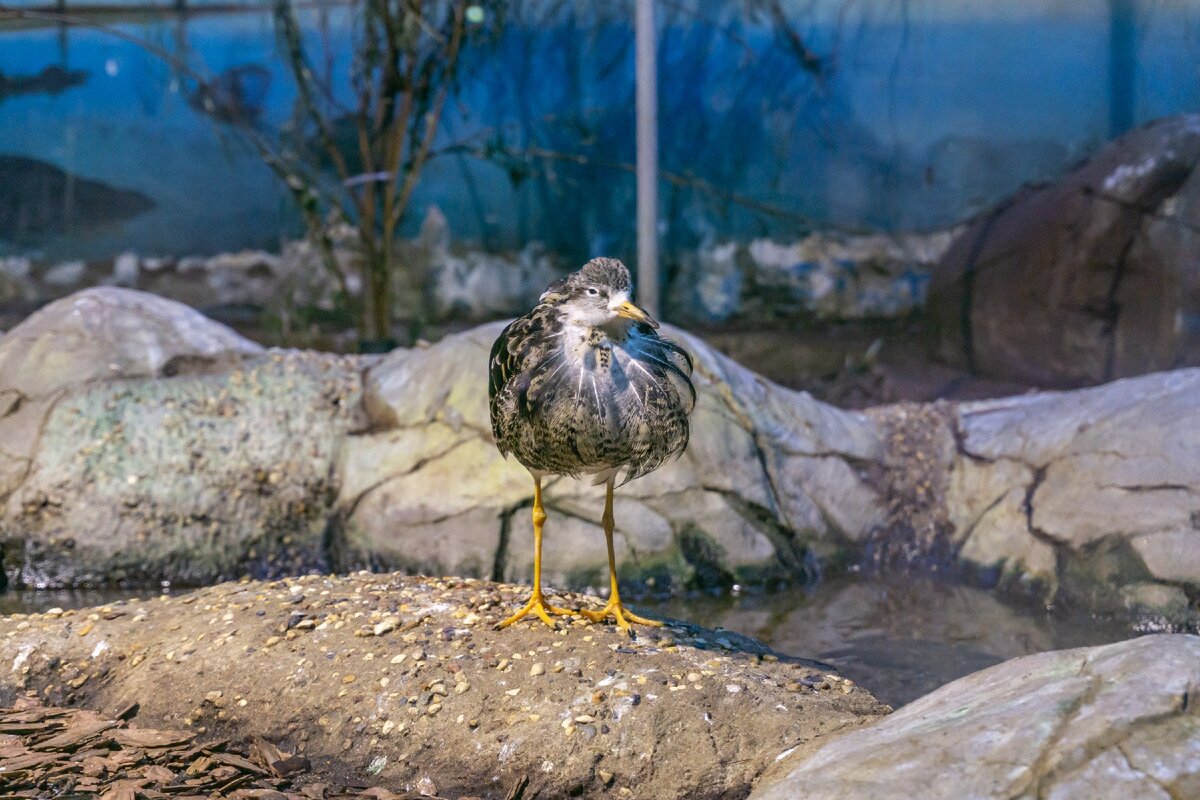 авторское фото