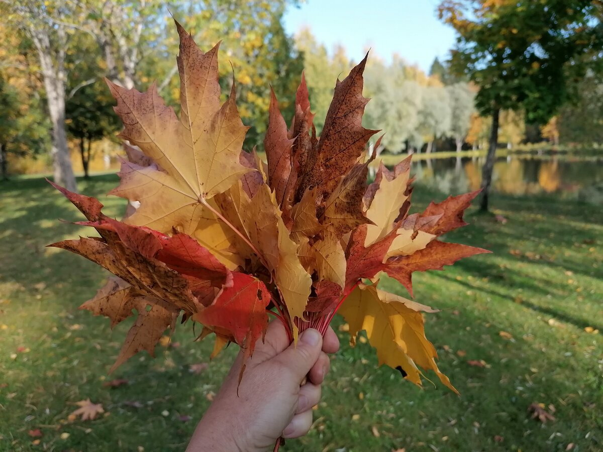 Букет из кленовых листьев для моих читателей