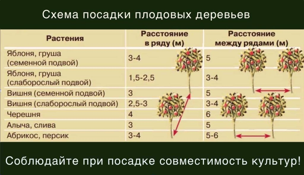 Можно ли между ними. Схема посадки плодовых деревьев. Схема посадки плоловыхьдеревьев. Нормы посадки деревьев и кустарников. Расстояние посадки между плодовыми деревьями.