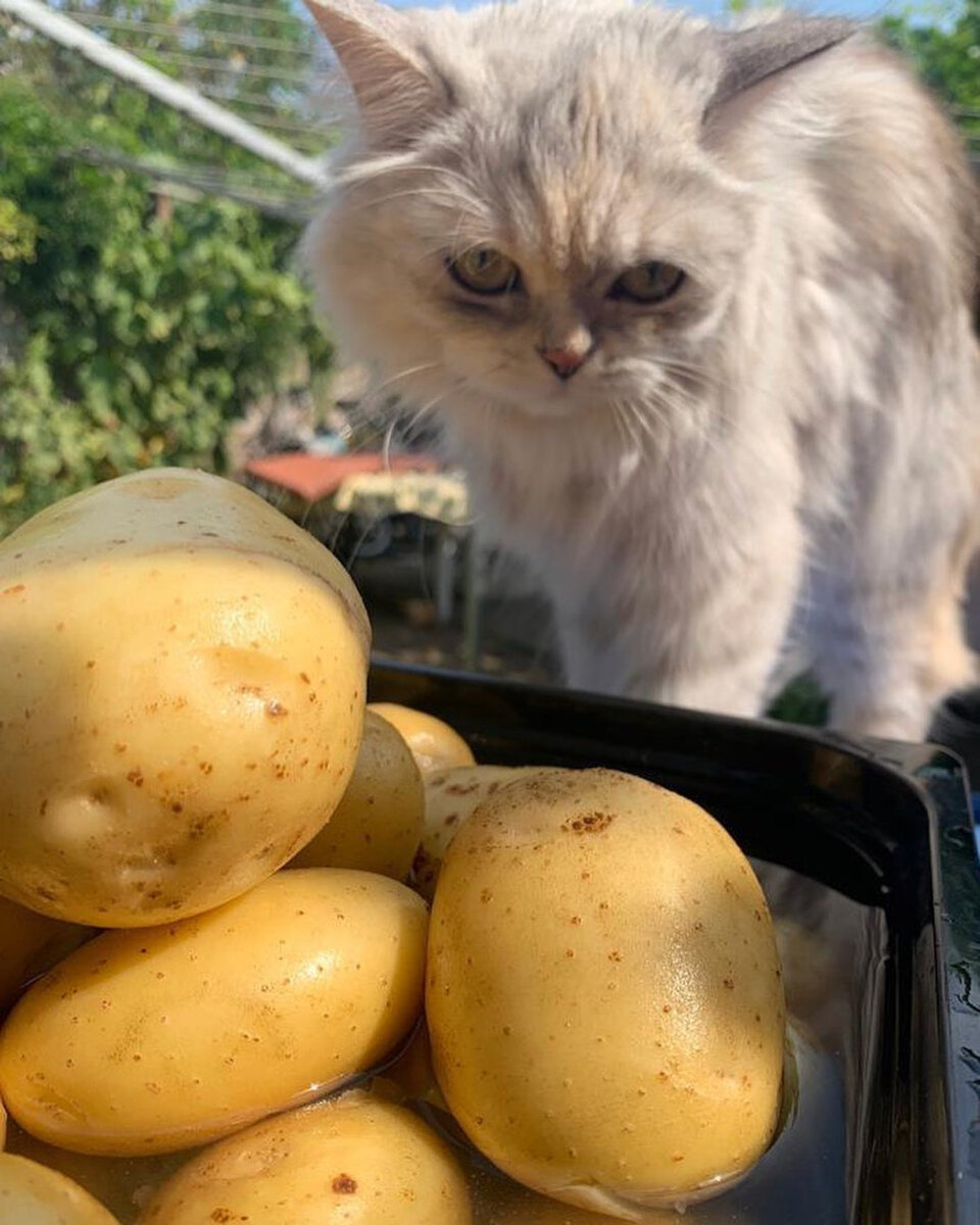 Сегодня я помогала своему человеку на заднем дворе. У нас сейчас много картофеля, больше не нужно ходить в Макдоналдс за картошкой фри