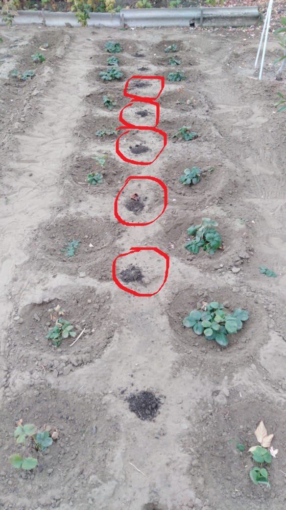 Мой чеснок посажен между грядками клубники. Сорт клубники Рубиновый кулон