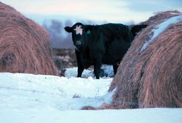 Что такое губкообразная энцефалопатия крупного рогатого скота (ГЭ КРС)