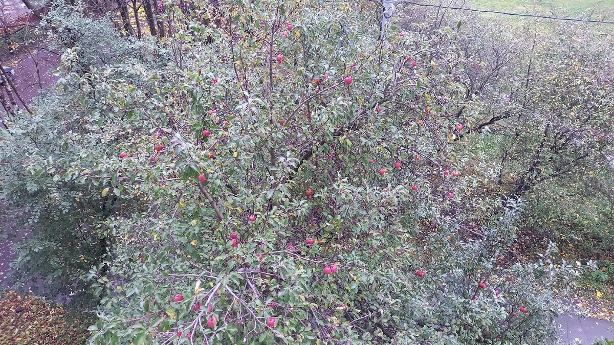 А ещё под окном вот такая яблоня растёт, красные яблоки дразнят нас уже месяц:)