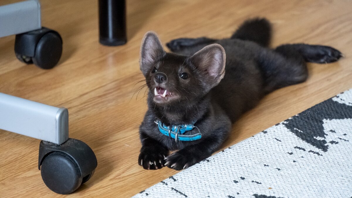 Соболь Бадди