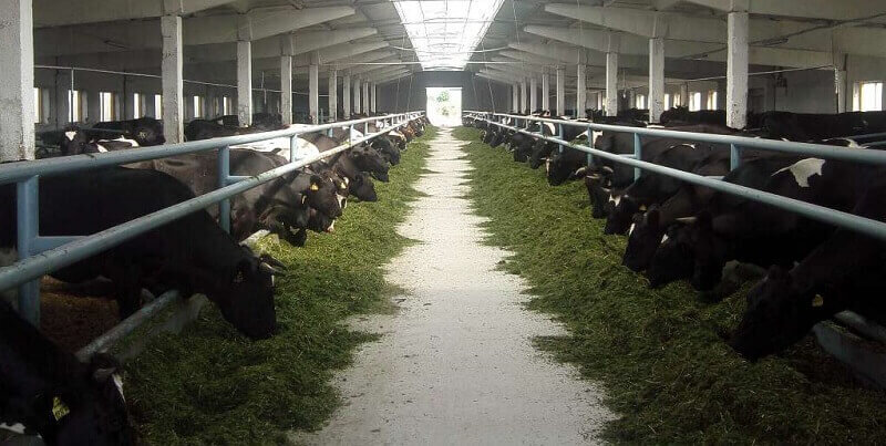 Постройка фермы для коров своими руками