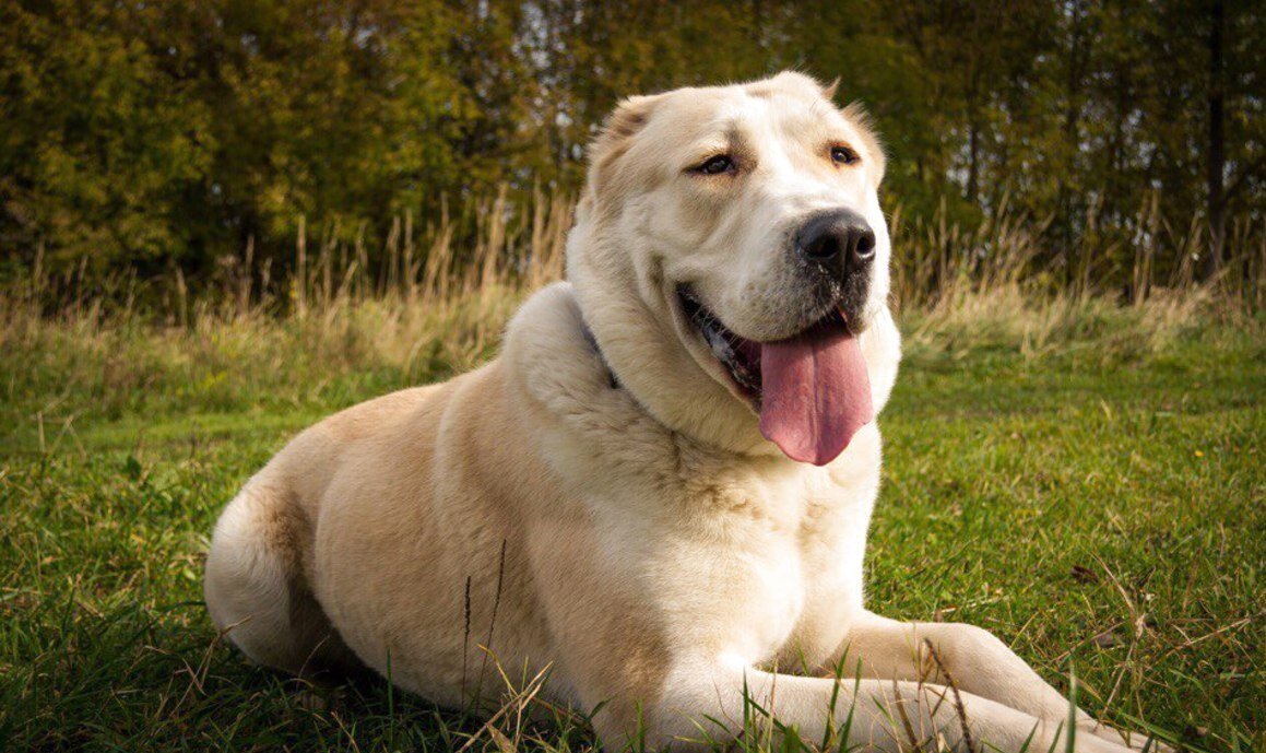 Фото из открытого доступа