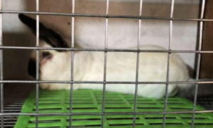 Основы кролиководства.