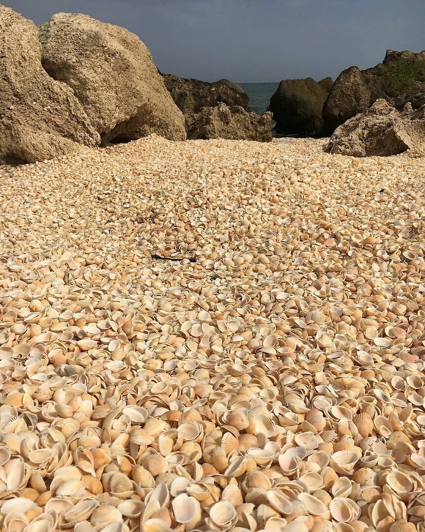 Ракушечные пляжи Крыма