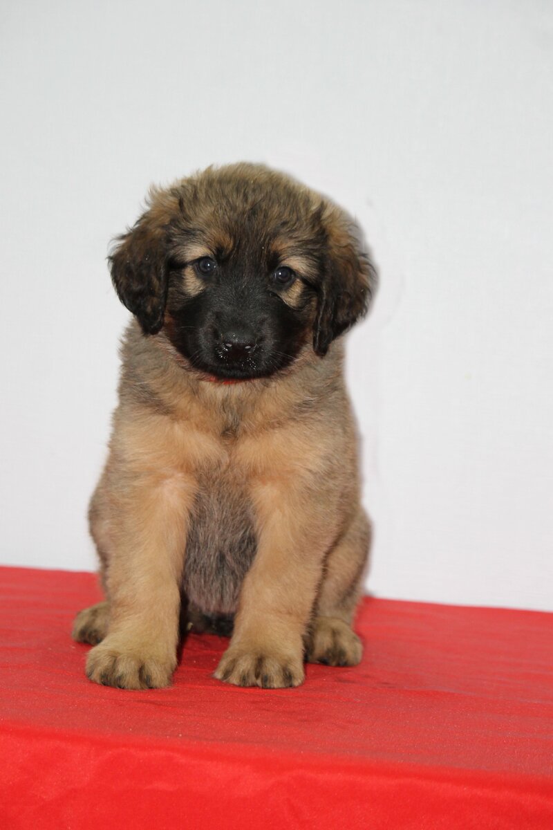 Маленькая Клепа