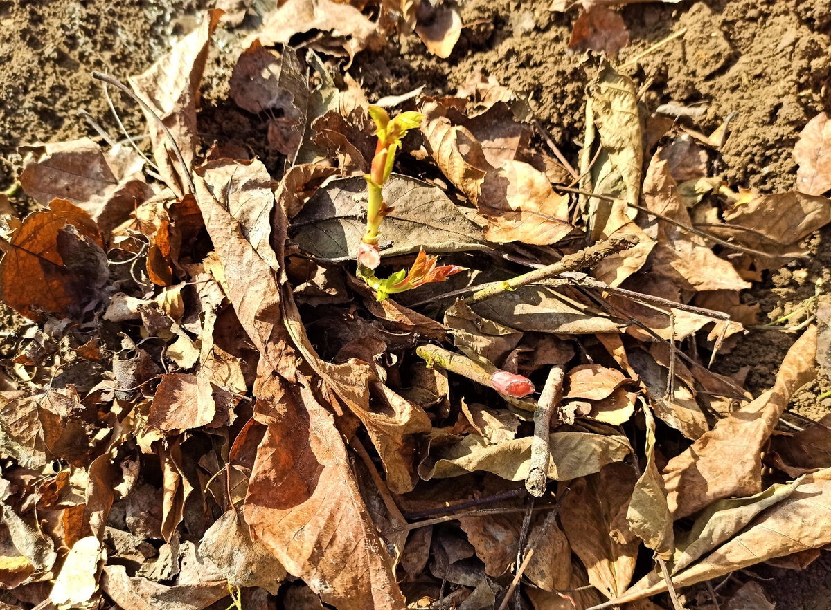  Саженец розы, высаженной осенью необходимо укрыть на зиму. Для этого хорошо подойдут опавшие листья ореха.