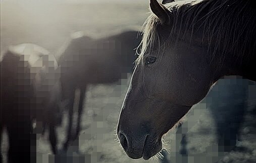 Стареющая лошадь