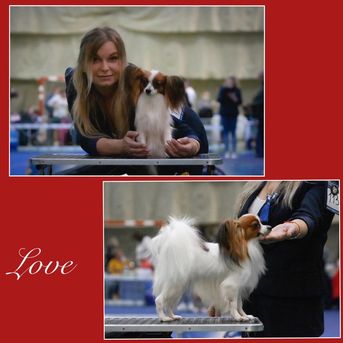 Luxury Favorite Brite Love - Любочка - 15 месяцев - Юная Чемпионка России, Юная Чемпионка РКФ