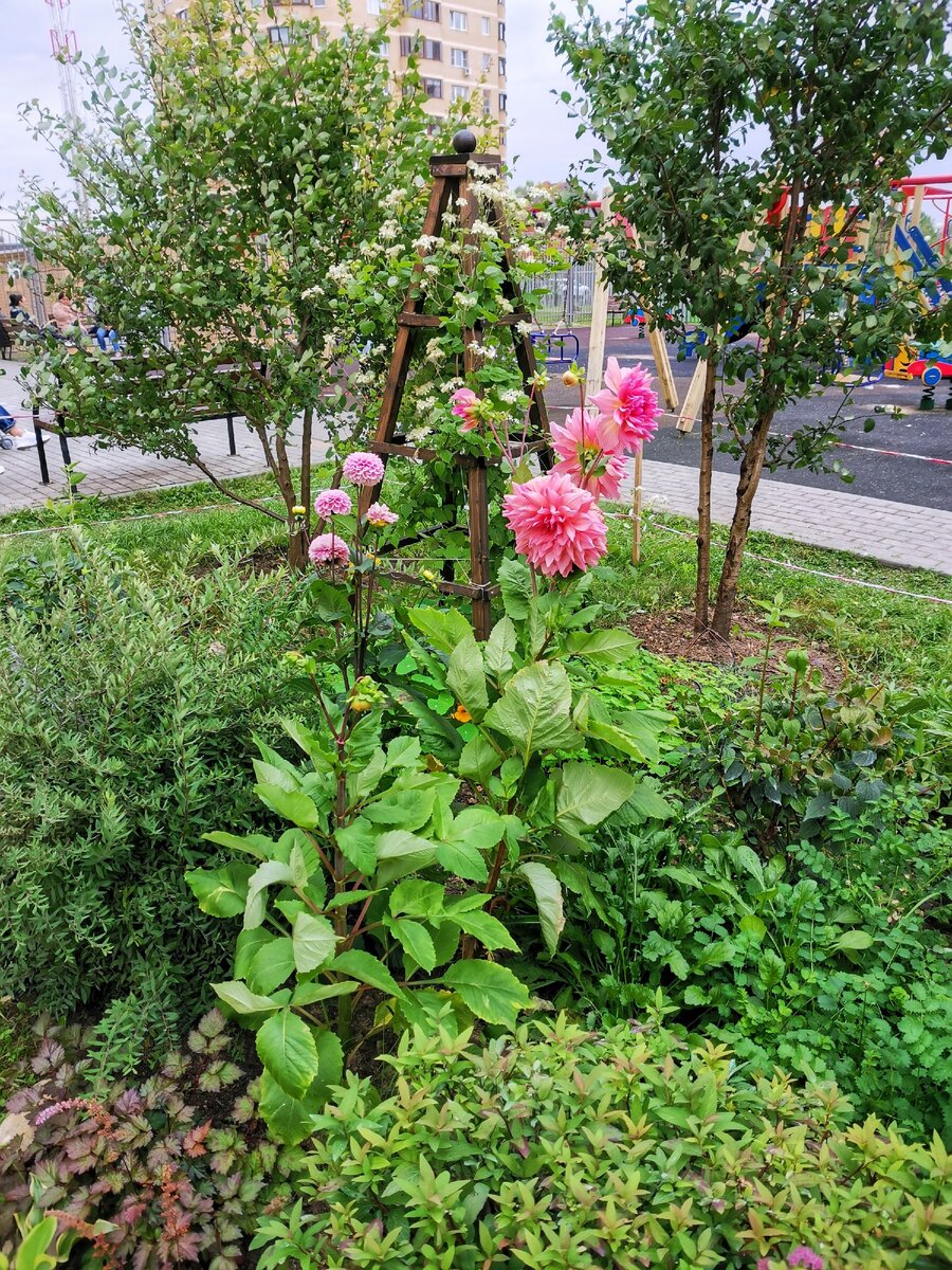 Георгины во время цветения. Сорта: Wizard of Oz и Labyrinth. 