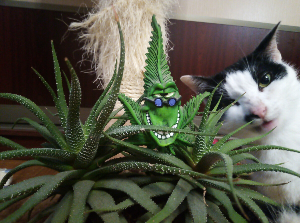 Round-the-world trip on a mushroom cactus