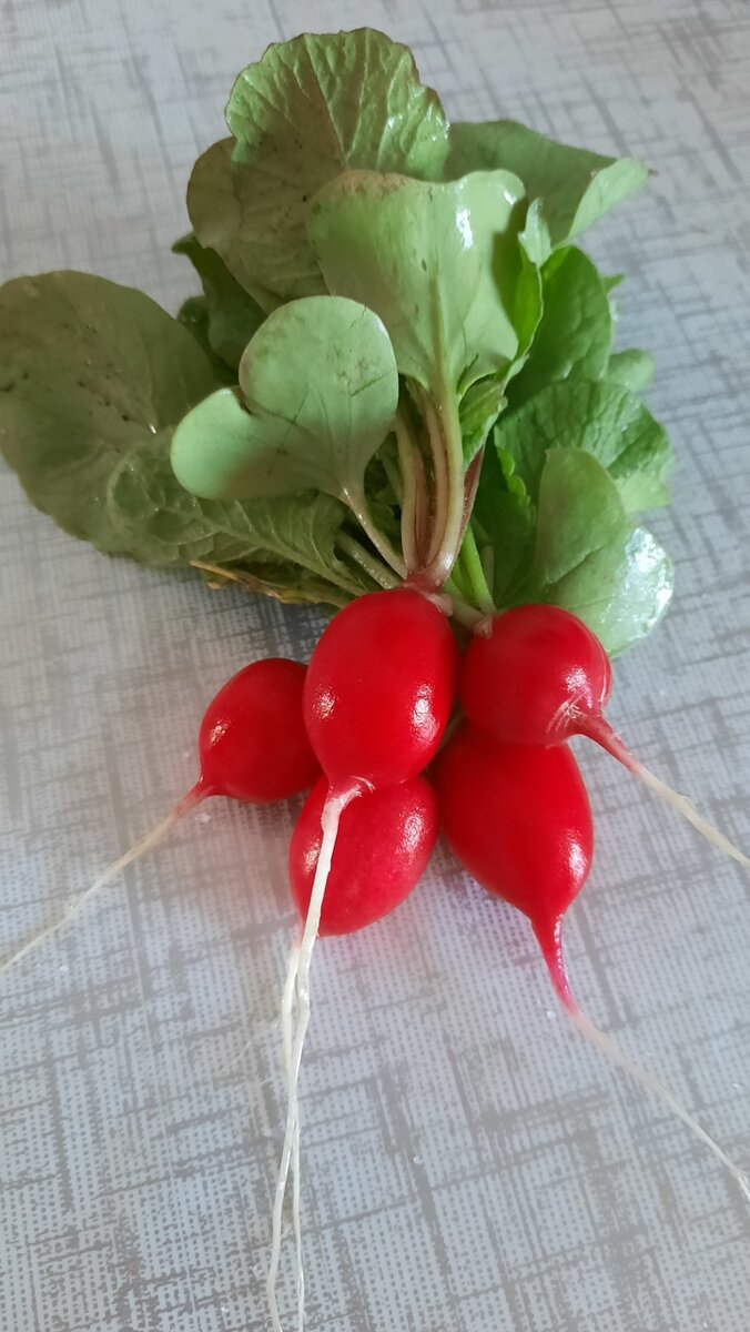 Первая редисочка на Кубани