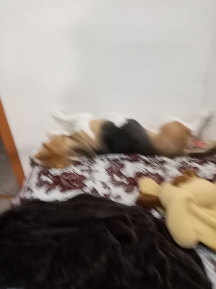 Это моя собака она очень крутая извините что размыто но она ещё охотничьи порода бигль подписывайтесь на мой канал смотрите мои другие статьи и видео