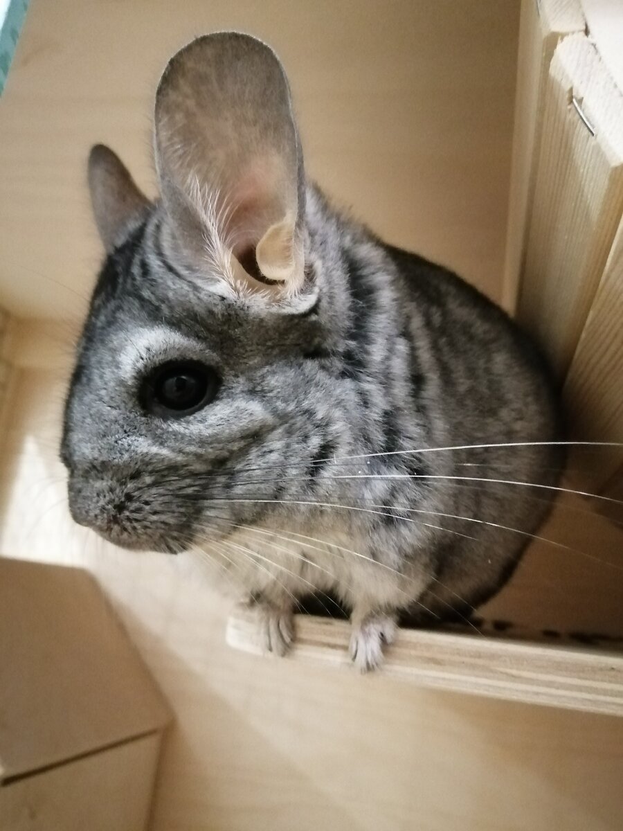 Пухле почти 4 года.