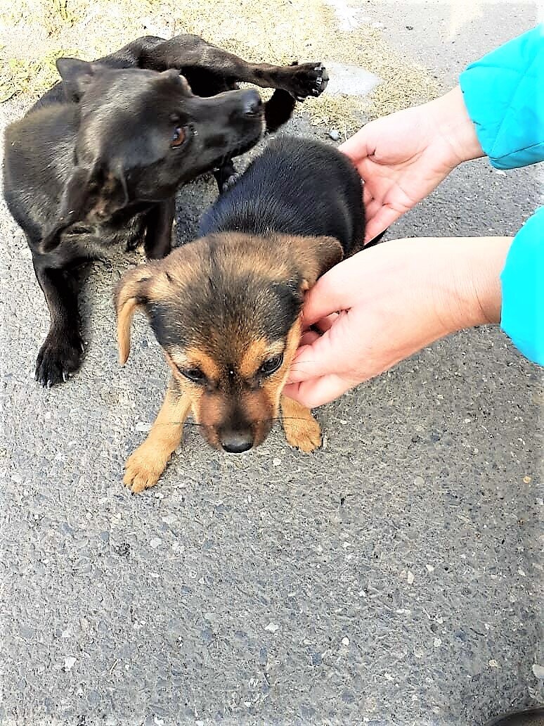 Приют спас Череповец. Приют спас собаки фото. Приют Спаси меня.