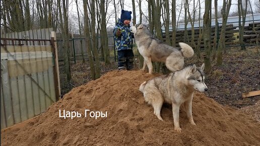 Молодой Хаугли Артур показал Хаски кто тут главный. Песок Мой!