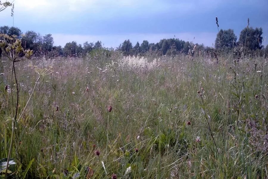 Примерно такой вид нам открылся, когда мы приехали смотреть участок. Фото взято из интернета. 