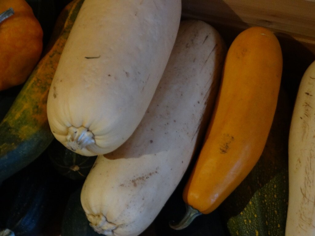 В отличие от других сортов, белоплодные кабачки не очень долго хранятся из-за своей тонкой наружной оболочки