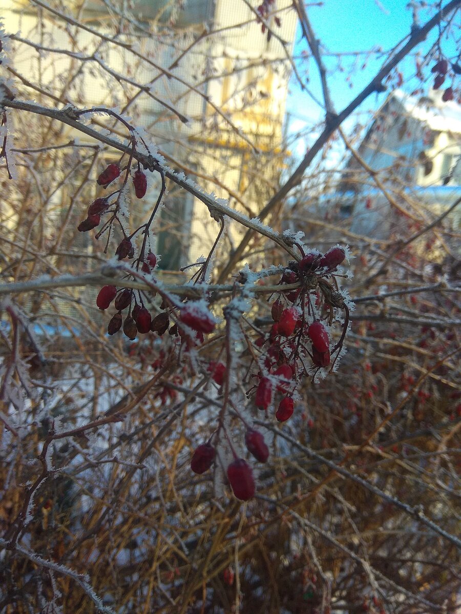 Зимний барбарис