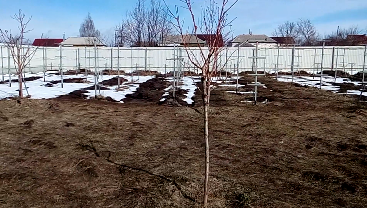 Вид на мой виноградник  в марте месяце 