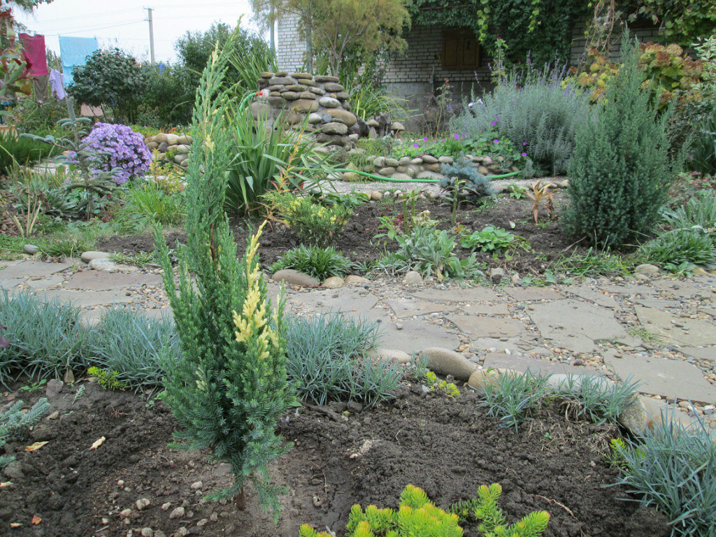 12.10.2013.К осени он вырос всего см.  на 10. Рос не спеша, а только укоренялся всё лето. Такой был стройный.