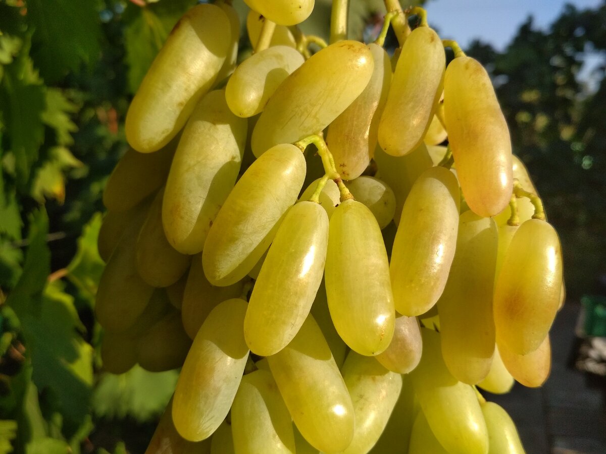 Хусейне Келин Бармак. Фото взято из Интернета