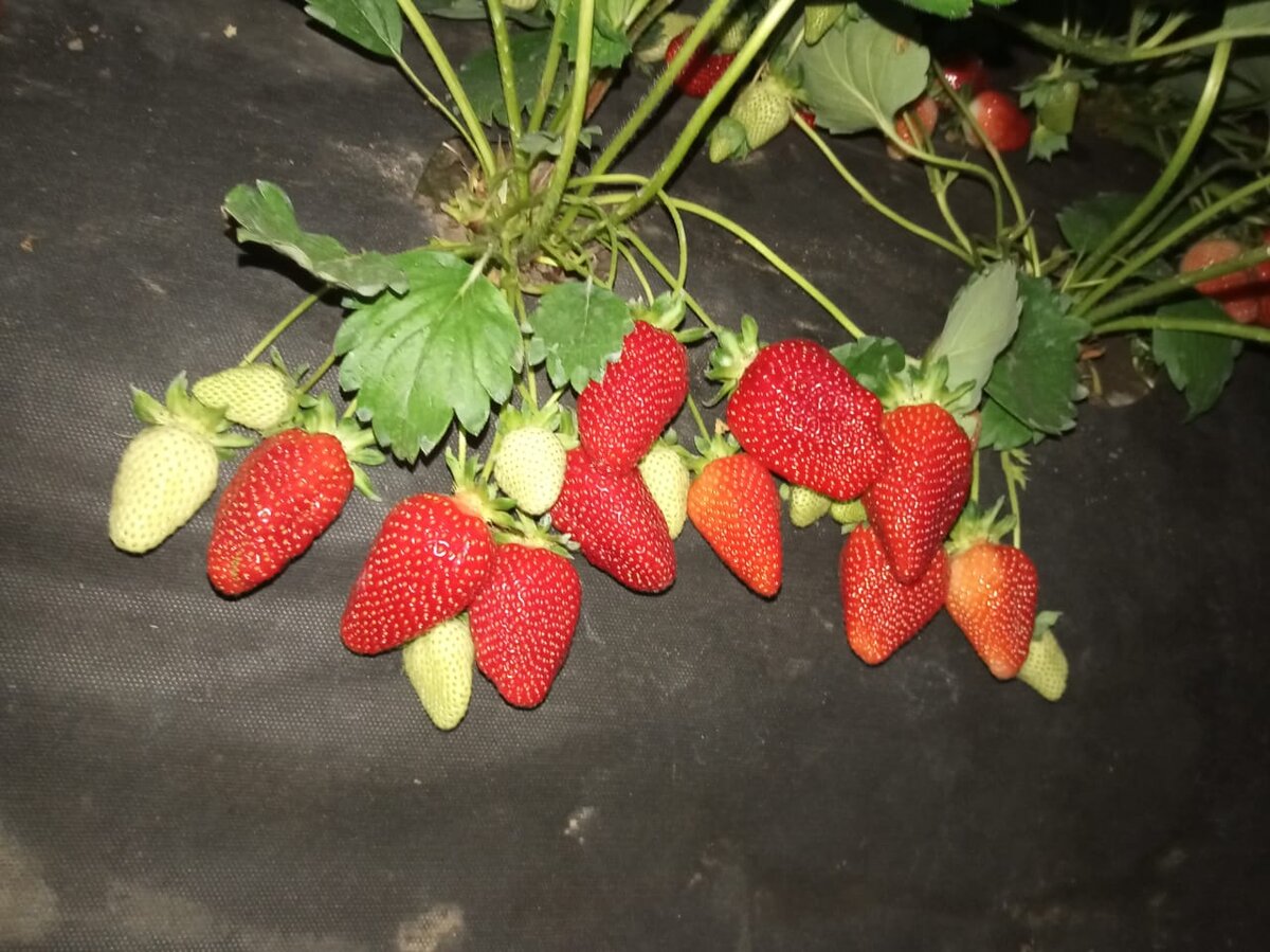 На фото сорт Азия