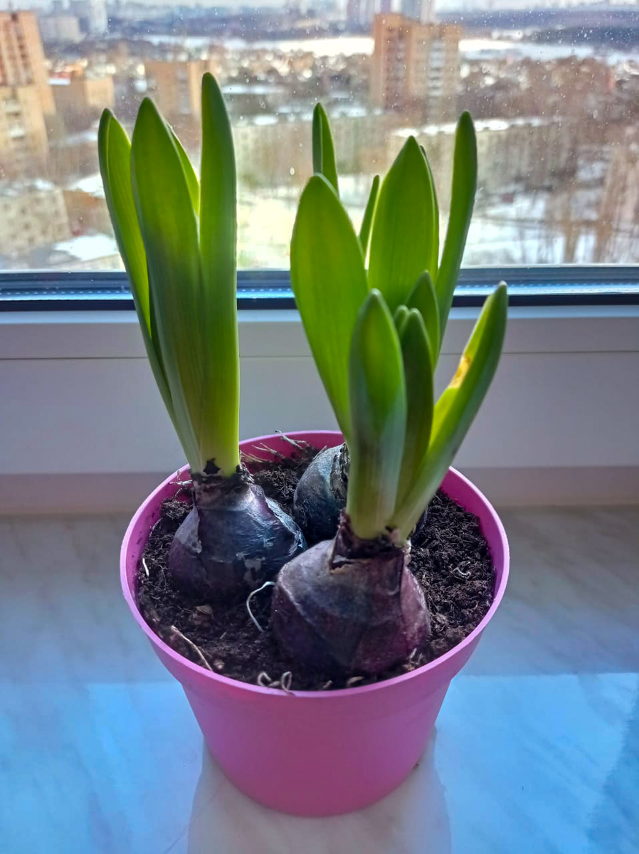 Весна идёт! Весне дорогу! 