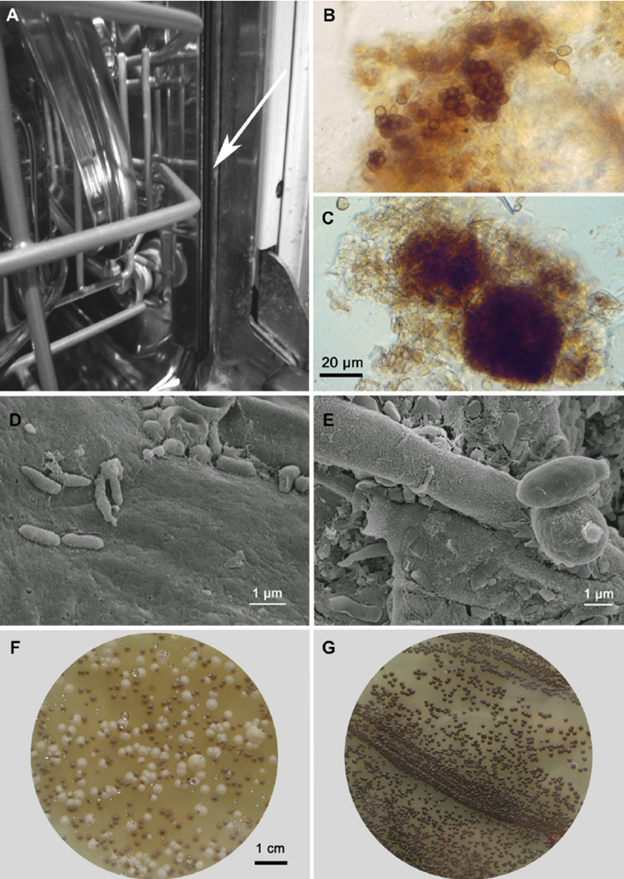 Микробы, грибки  грязь в посудомоечной машине. Фото: https://www.researchgate.net