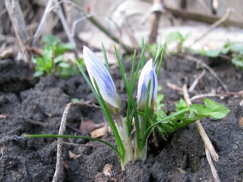 Крокусы вчера. Фото автора