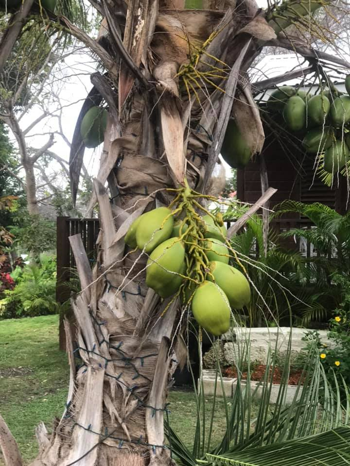  ⠀Такие вот высокие пальмы!